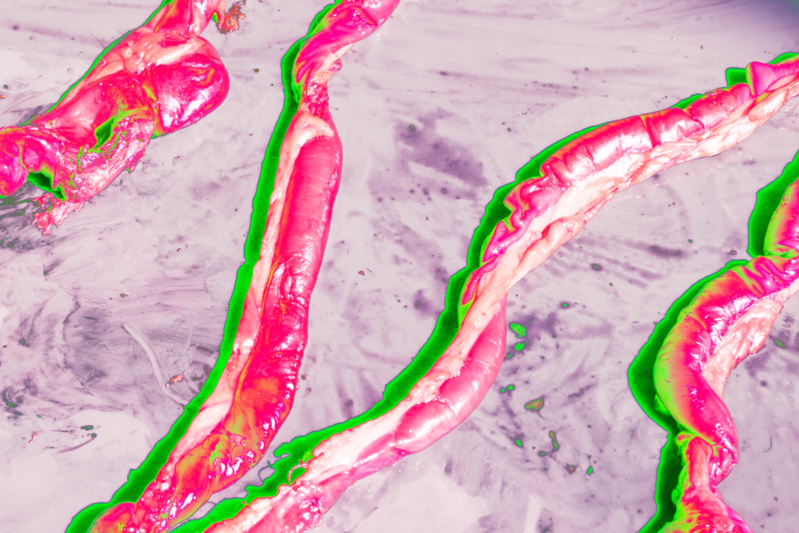 Contemporary photography, abstract, colorful photo, guts on a table, bright colours from photobook Vox Victimae.